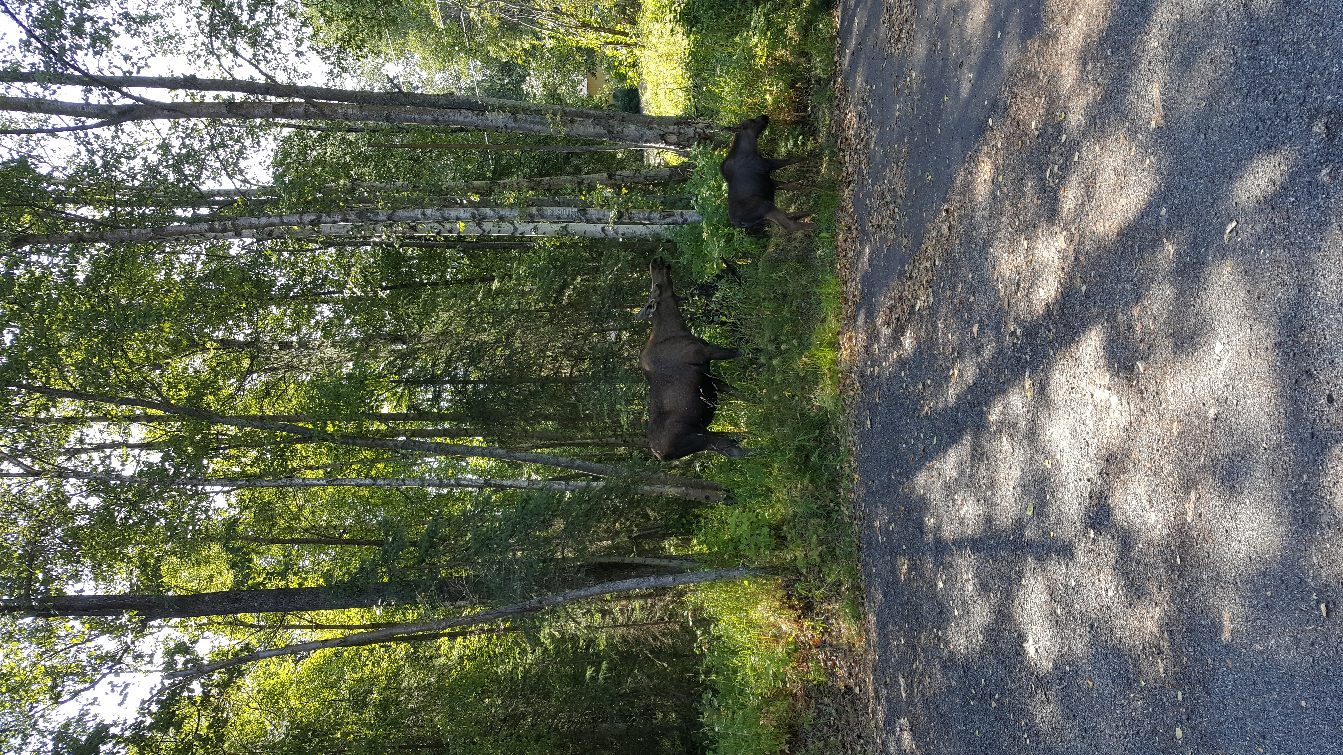 Mom and calf